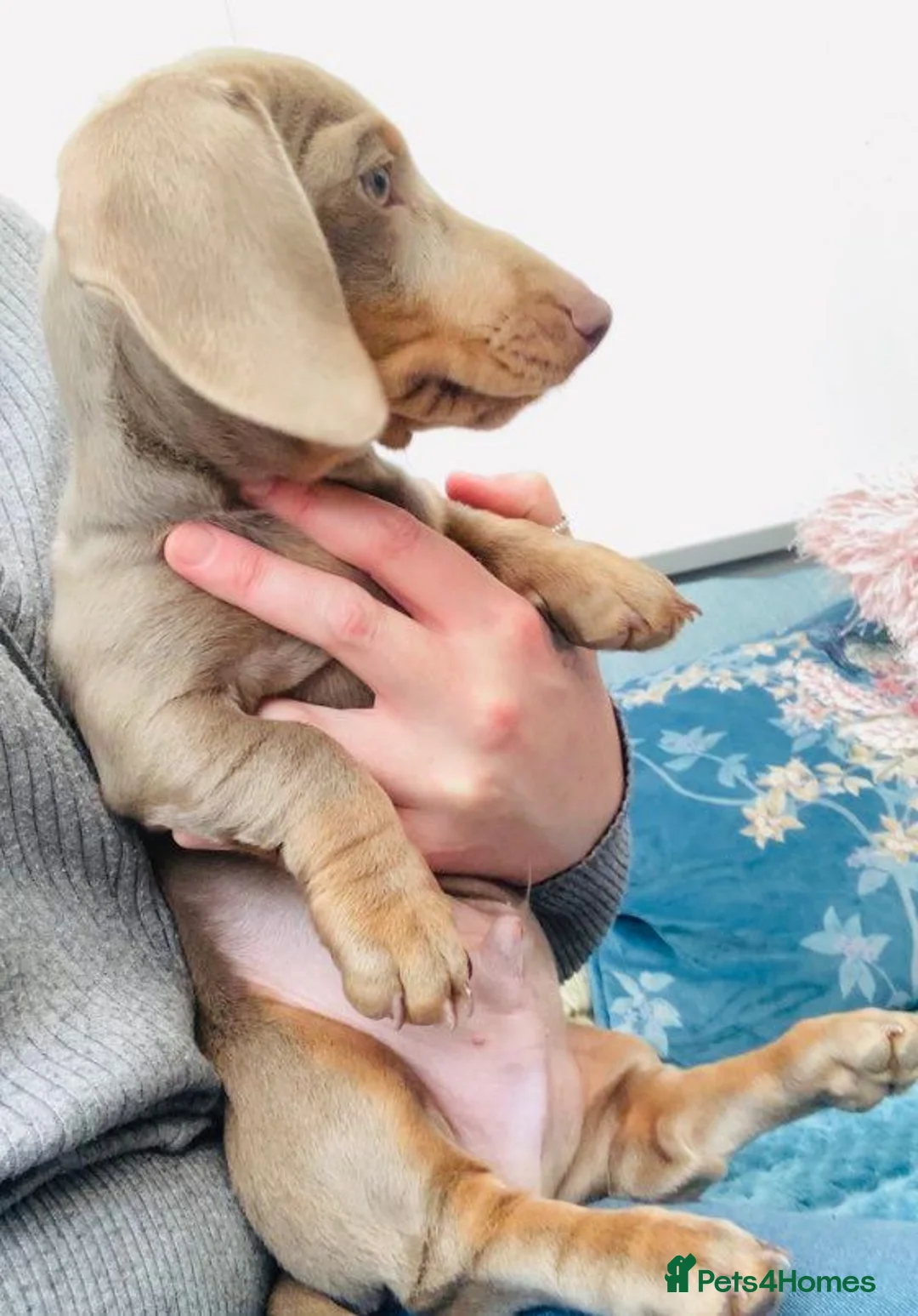 Miniature Dachshund dogs for stud: ⭐️KC ISABELLA L/l1 PRA DM & OI CLEAR COI0.0% STUD  in Gunnislake - Advert 5