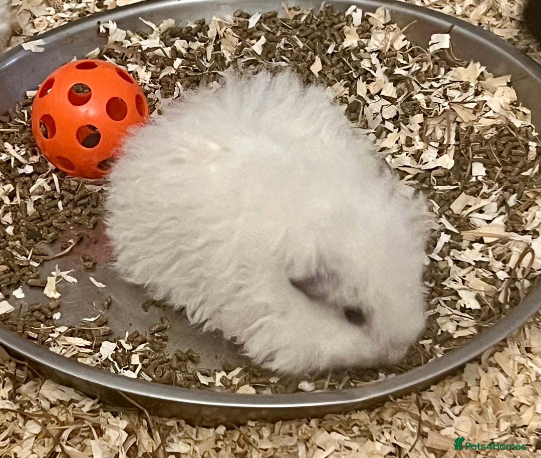 Guinea Pig rodents for sale: Texel, Lunkarya and Swiss boys available - Advert 6