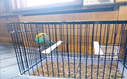 Budgerigars birds for sale: Budgies  - Image 6