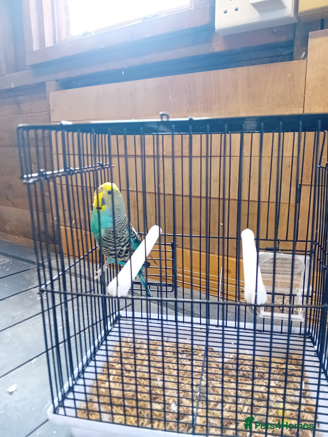 Budgerigars birds for sale: Budgies  - Image 6