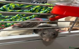 Rat rodents for sale: Brother rats. So cute and friendly. Kids handled - Image 9