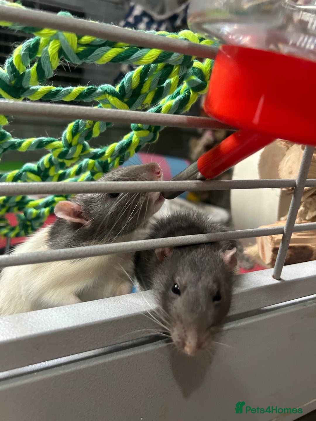 Rat rodents for sale: Brother rats. So cute and friendly. Kids handled - Image 9