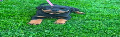 Pink collar