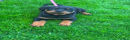 Rottweiler dogs for sale: Beautiful Rottweiler puppies for sale in Tonbridge - Advert 3