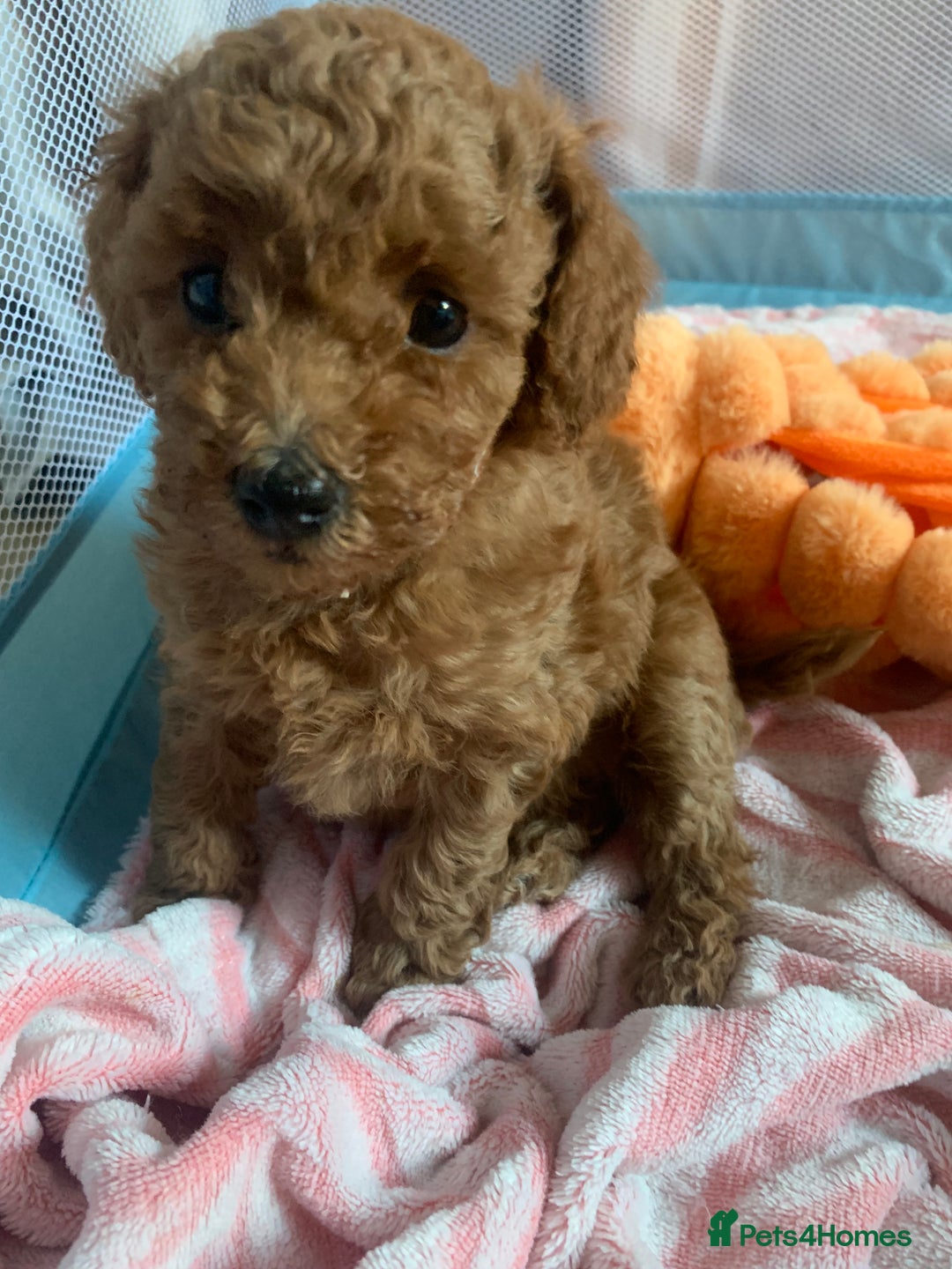 Cavapoo dogs for sale: Toy Cavapoo puppies - Advert 19