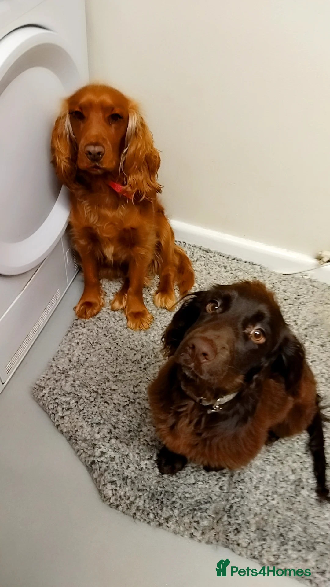 Cocker Spaniel dogs for sale: Were Especting 🐶🐶 in Malvern - Advert 5
