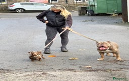 Mixed Breed dogs for sale: Missy and Prince - Advert 2