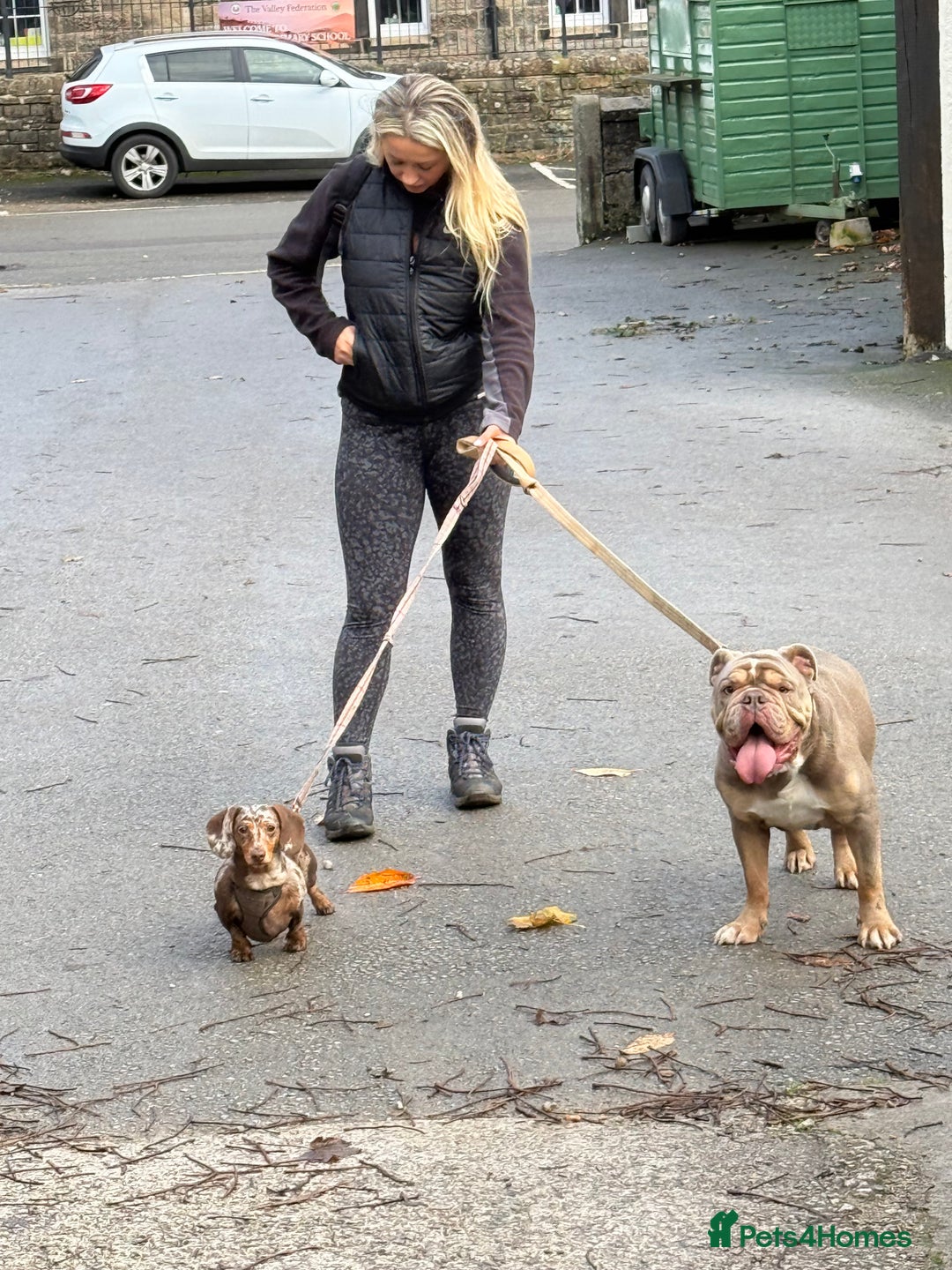 Mixed Breed dogs for sale: Missy and Prince - Advert 2