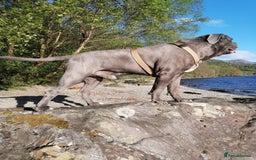 Cane Corso dogs for stud: Proven Cane Corso Stud from Champion Lines in Glasgow - Image 3