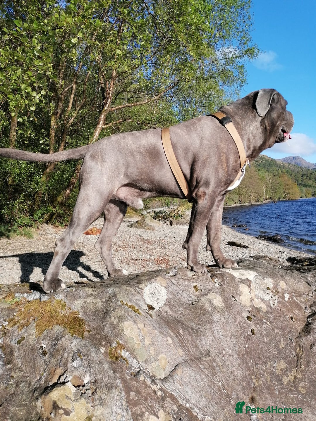 Cane Corso dogs for stud: Proven Cane Corso Stud from Champion Lines in Glasgow - Image 3