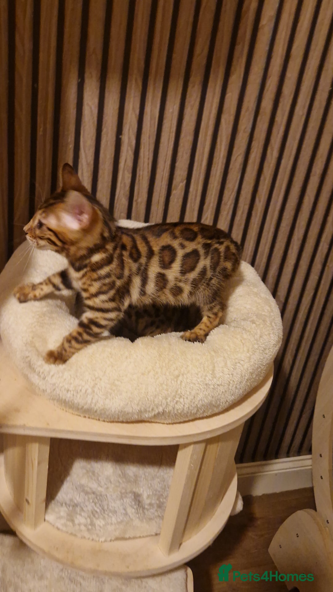 Bengal cats for sale: Beutifull kittens❤️ - Advert 13