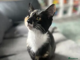 Mixed Breed cats 6 beautiful kittens - Advert 1