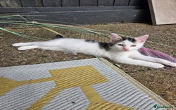 Mixed Breed cats for sale: 3 beautiful kittens  - Image 7