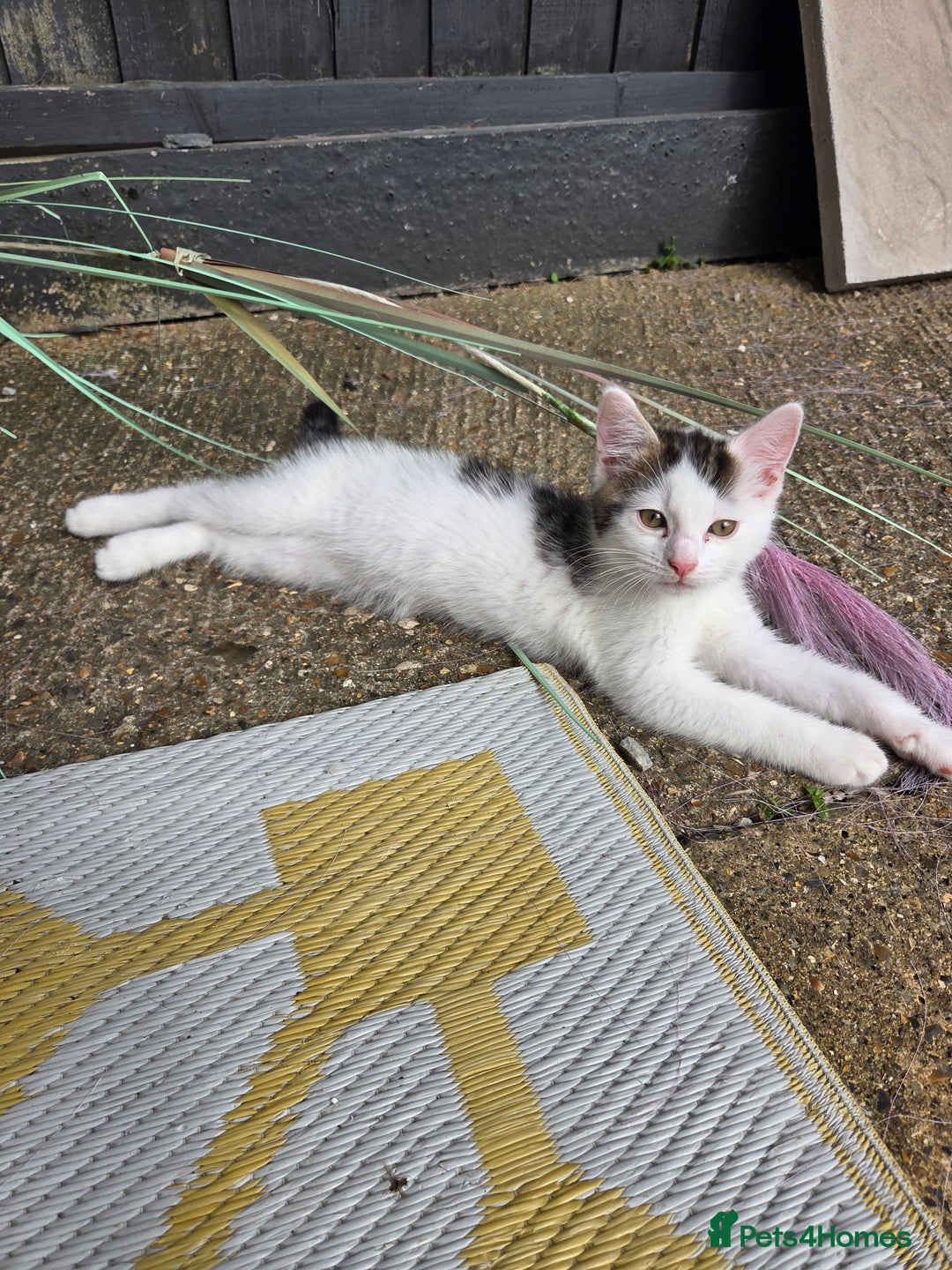 Mixed Breed cats for sale: 3 beautiful kittens  - Image 7