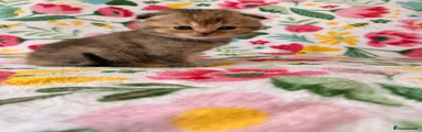 Scottish Fold Kitten 7