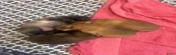 Pomeranian dogs for sale: Pomeranian Puppies  - Advert 13