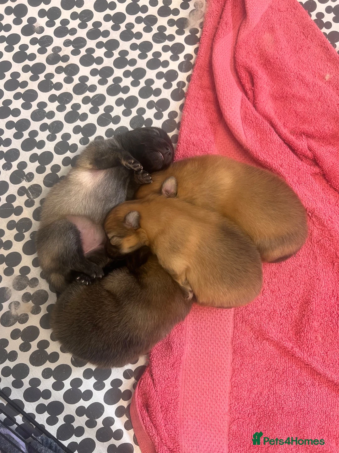 Pomeranian dogs for sale: Pomeranian Puppies  - Advert 13