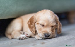 Cockapoo dogs for sale: UNIQUE SABLE BOY READY TO GO ✨ - Image 17