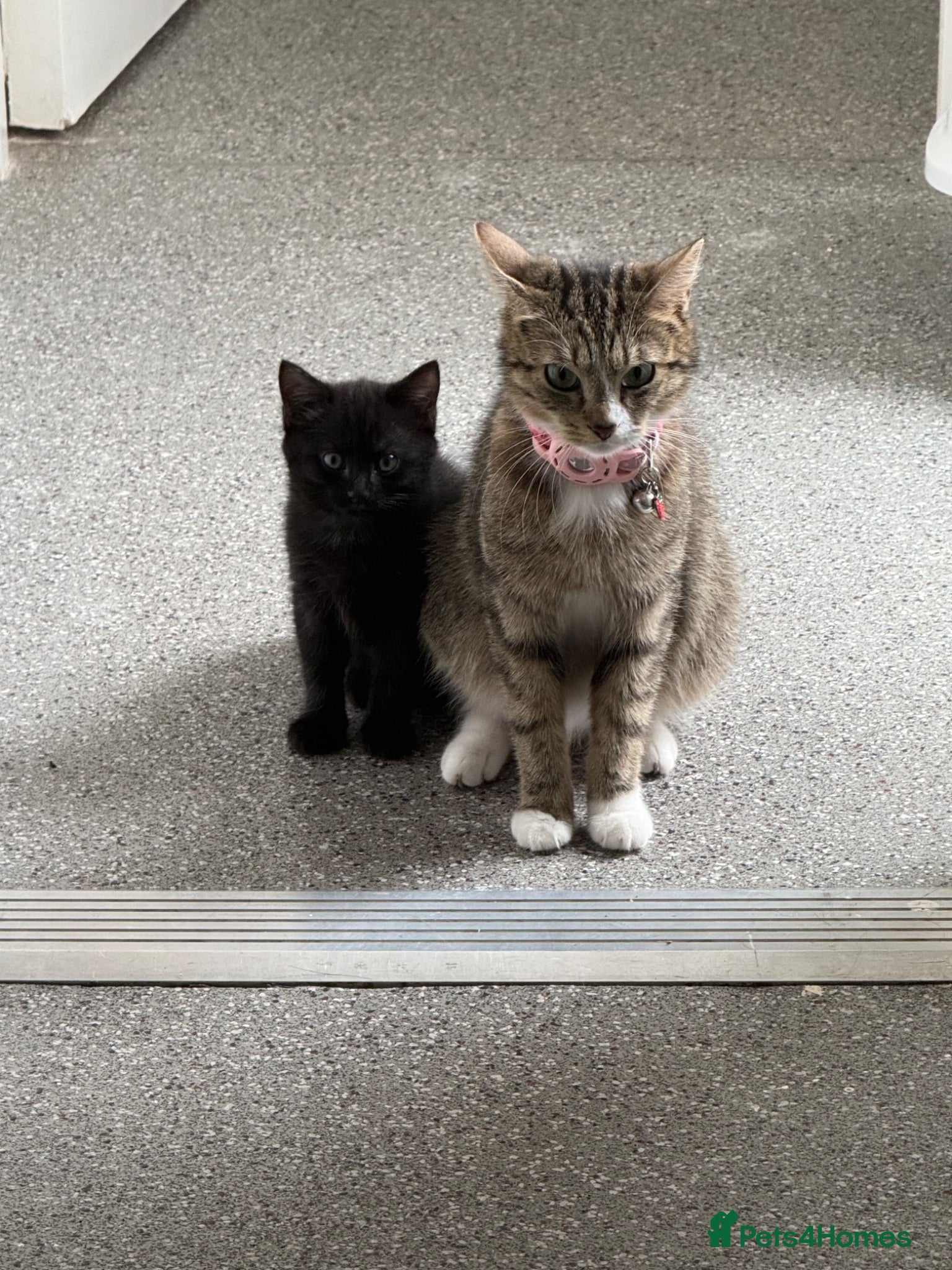 Mixed Breed cats Kitten for sale - Advert 3