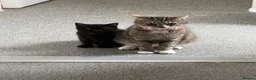 Mixed Breed cats for sale: Kitten for sale - Advert 1