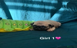 Pug dogs for sale: Stunning Fawn Pug KC Registered Litter - Image 10