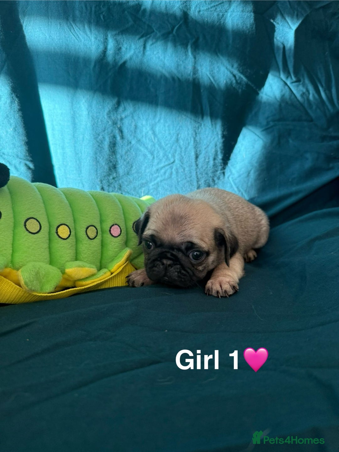 Pug dogs for sale: Stunning Fawn Pug KC Registered Litter - Image 10