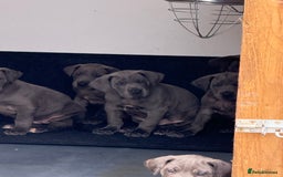 Great Dane dogs for sale: Great Dane puppies looking for forever homes  - Image 16