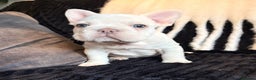 French Bulldog dogs for sale: 5 French bulldog puppies. Pied fluffy - Advert 13