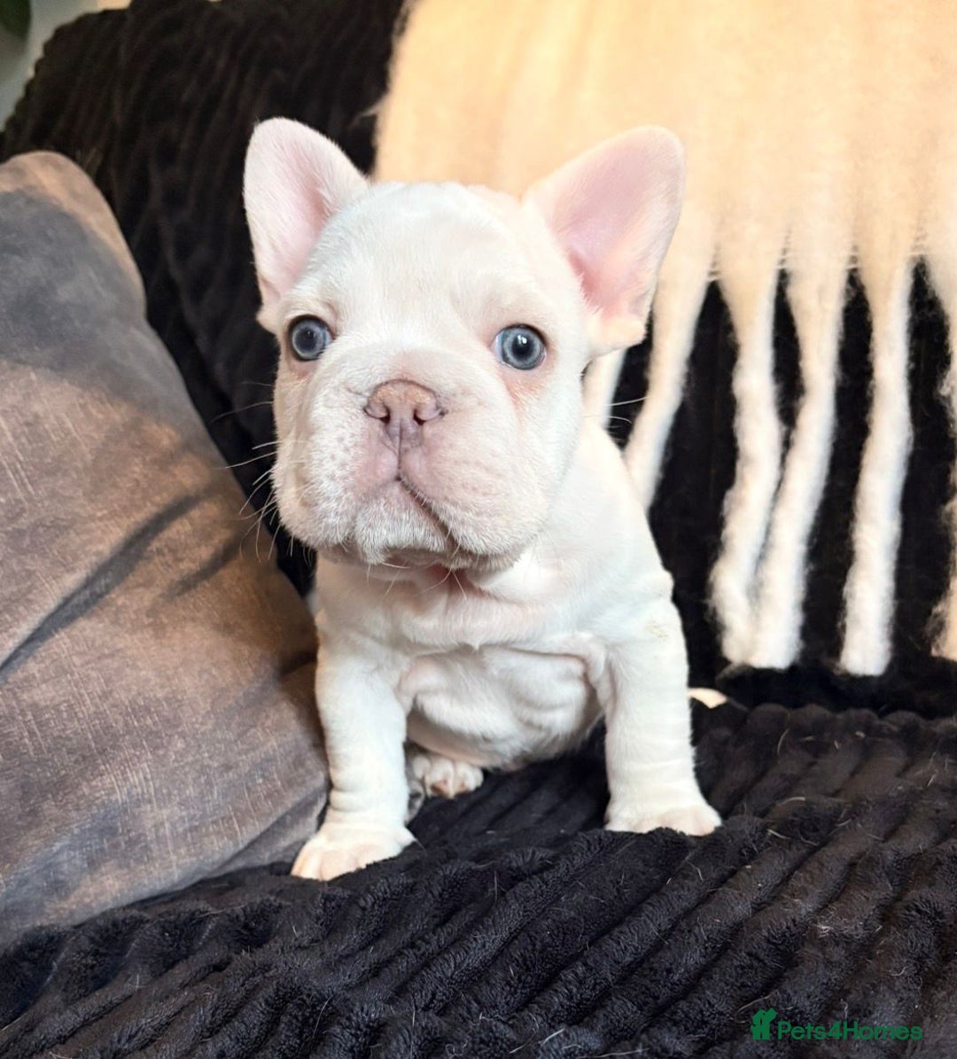 French Bulldog dogs for sale: 5 French bulldog puppies. Pied fluffy - Advert 13