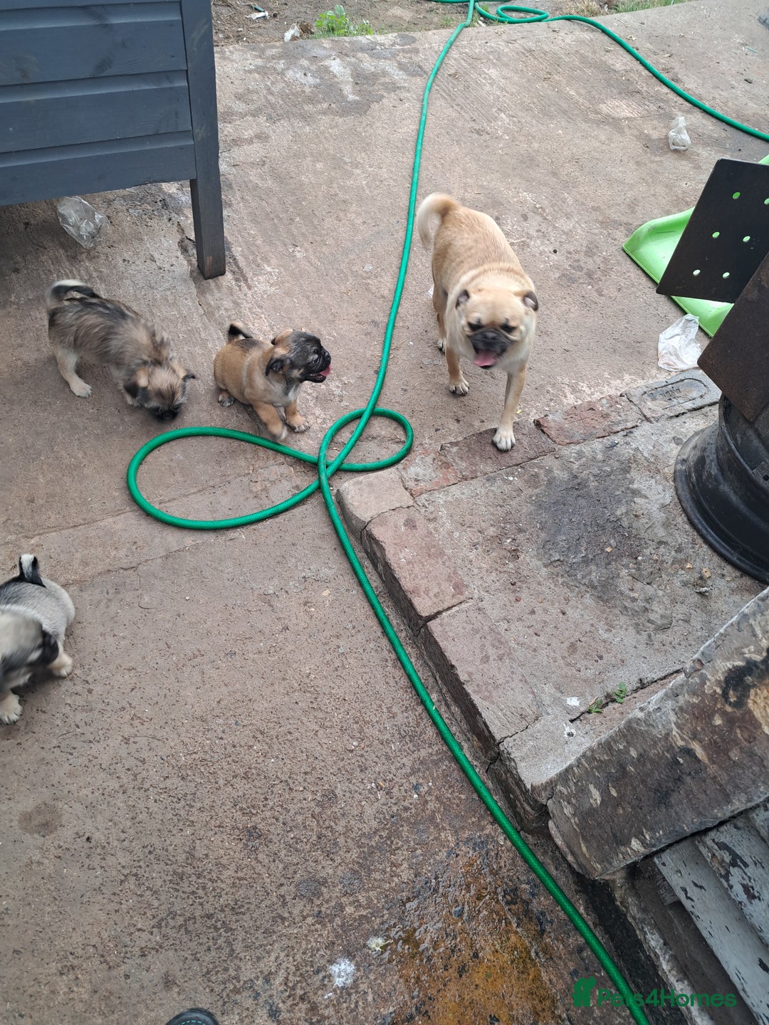 Mixed Breed dogs for sale: Beautiful litter of pug cross shih-tzu  ♥️ - Advert 2