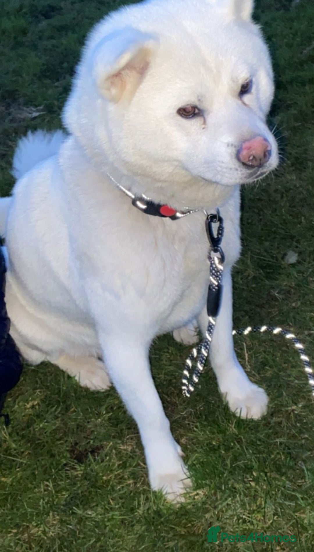 Japanese Akita Inu dogs for sale: Japanese Akita Puppies  - Advert 1