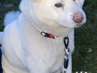 Japanese Akita Inu dogs Japanese Akita Puppies - Advert 1