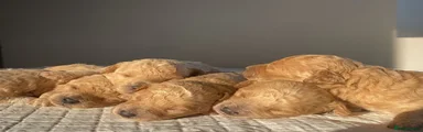 Poochon 1