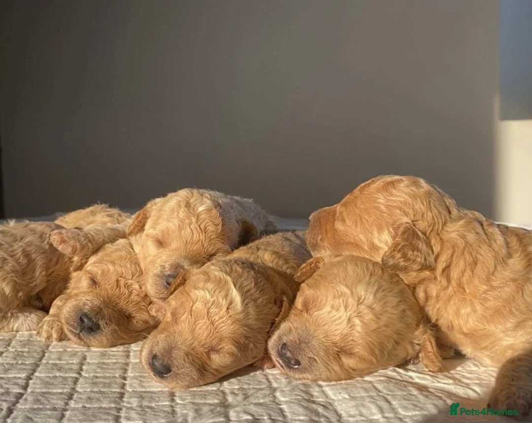 Poochon dogs for sale: Beautiful F1 poochon puppies - Advert 5