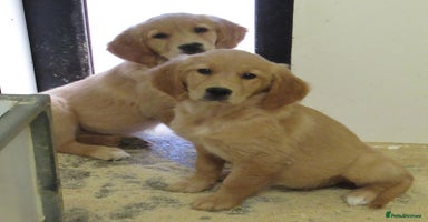 Golden Retriever dogs in March - Advert 5