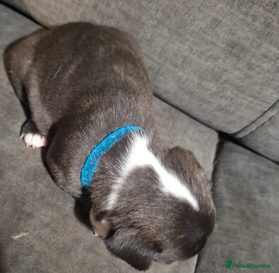 French Bulldog dogs for sale: Frenchie puppies - Advert 28