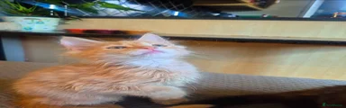 Maine Coon 5