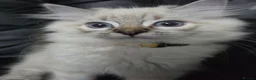 Persian cats for sale: Persain chinchilla blue eyes colourpoint kittens   - Advert 10