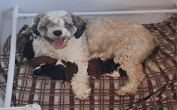 Tibetan Terrier dogs for sale: Tibetan Terrier puppies  - Image 6