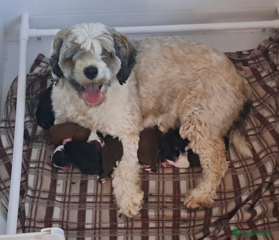 Tibetan Terrier dogs for sale: Tibetan Terrier puppies  - Image 6