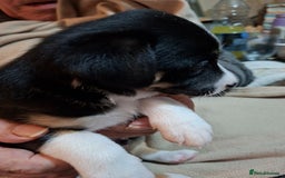 Border Collie dogs for sale: Border collies for sale - Image 3