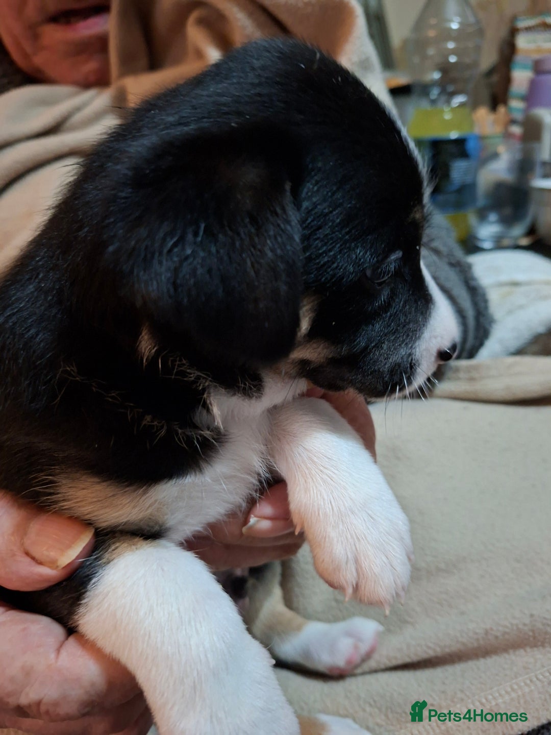 Border Collie dogs for sale: Border collies for sale - Image 3