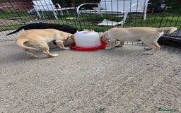 Labrador Retriever dogs for sale: Kc registered Labrador puppie ready to leave - Image 14
