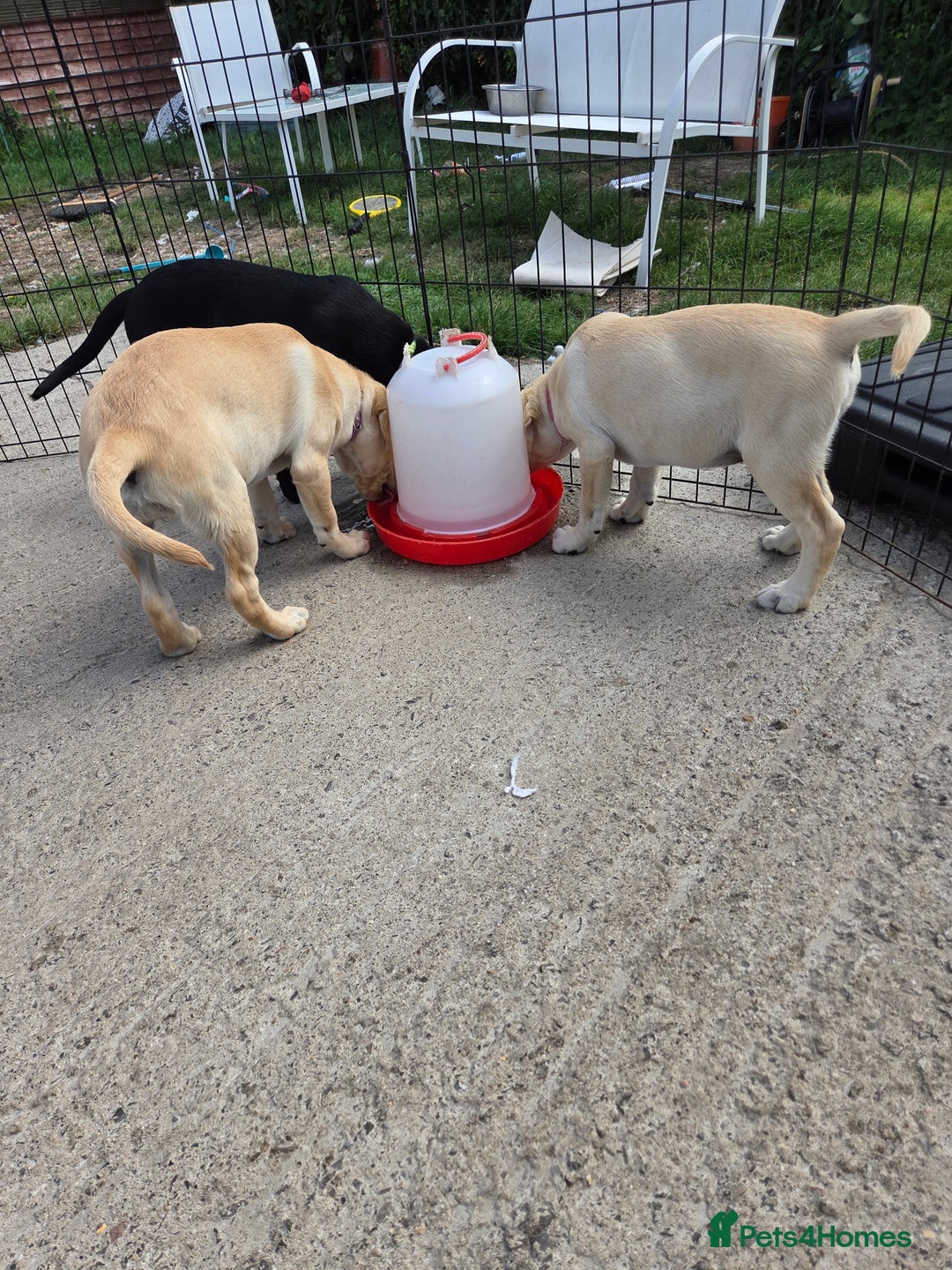 Labrador Retriever dogs for sale: Kc registered Labrador puppie ready to leave - Image 14