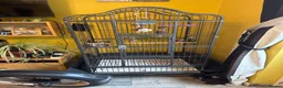 Parrots birds for sale: Female alexandrine   in Leicester - Advert 4