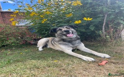 Mixed Breed dogs for sale: Rocky and Reggie - Image 2