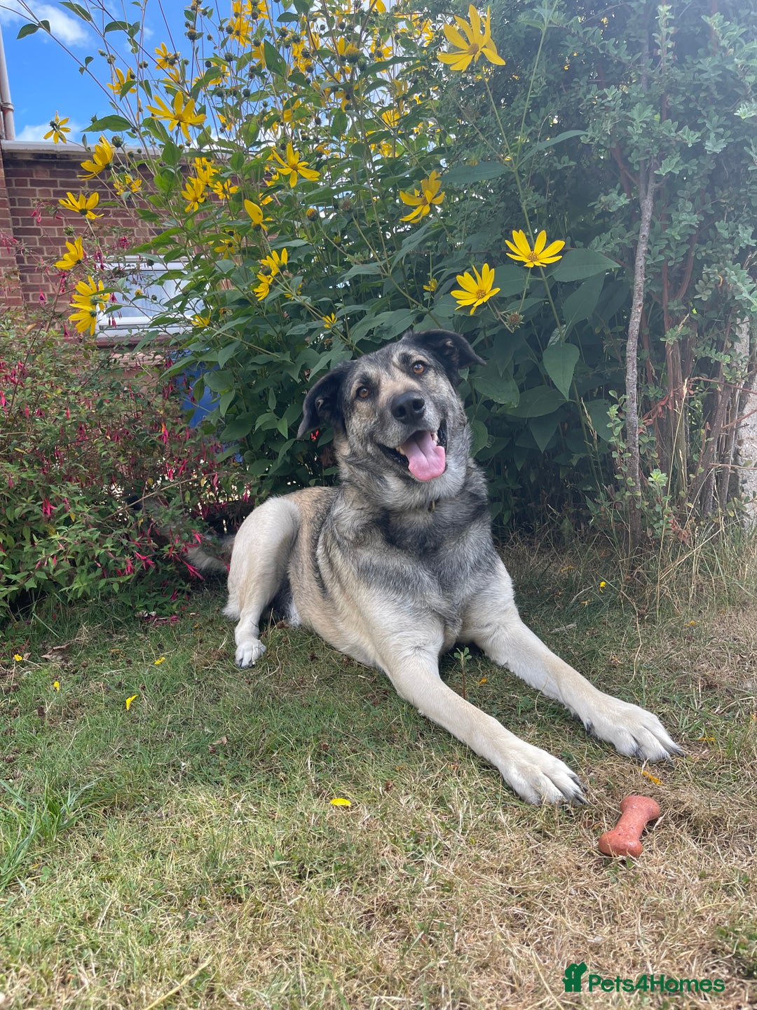Mixed Breed dogs for sale: Rocky and Reggie - Image 2