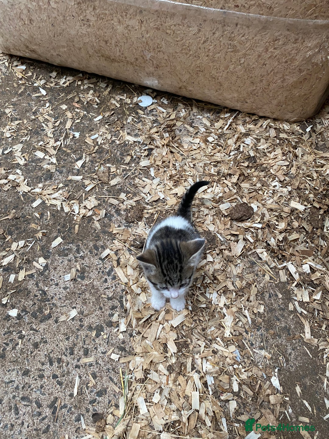 Mixed Breed cats for sale: Adorable Kittens  - Image 9