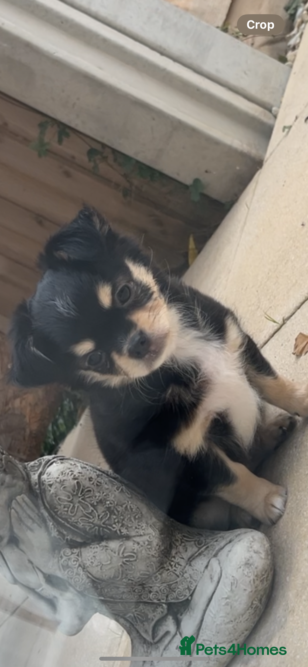 Chihuahua dogs for sale: Long-haired Chihuahua - Image 4