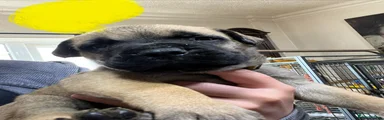 Bullmastiff 6